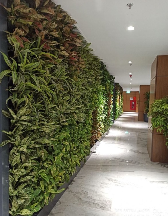 Những lợi ích từ vườn tường xanh
